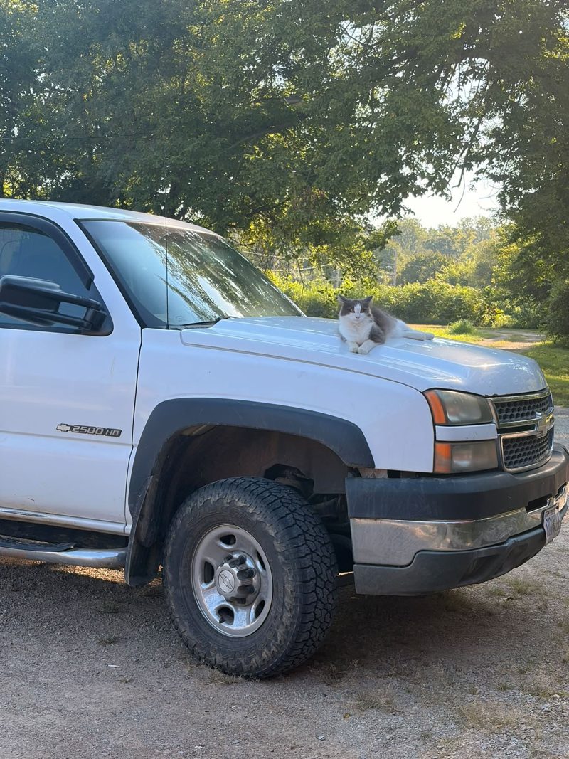 A gray and white cat lying on the hood of a white Chevy 2500HD work truck